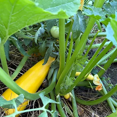Domek alpejski Maisonnette Avec Jardin, Piscine, Netflix *