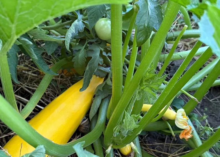 Шале Maisonnette Avec Jardin, Piscine, Netflix *